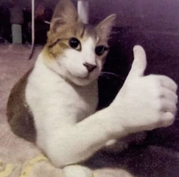 Memory from MEOWTALLICA