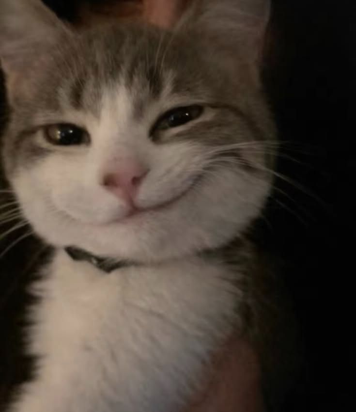 Memory from MEOWTALLICA